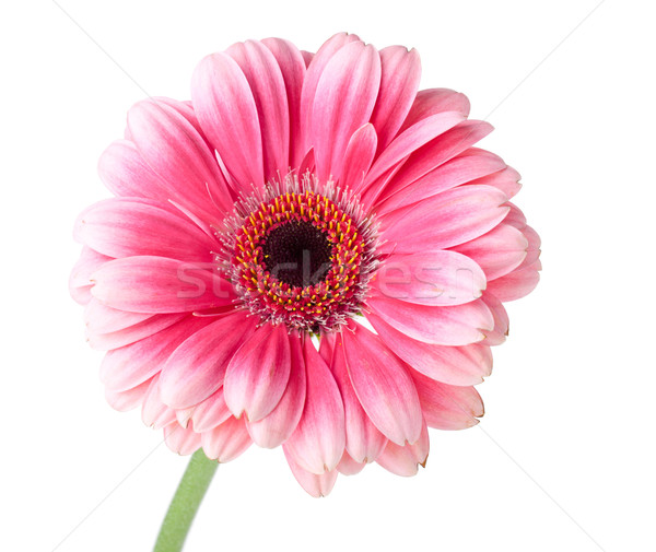 Pink gerbera flower on stem Stock photo © karandaev