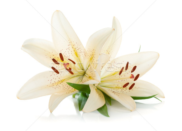 Foto stock: Dos · blanco · Lily · aislado · flor · primavera