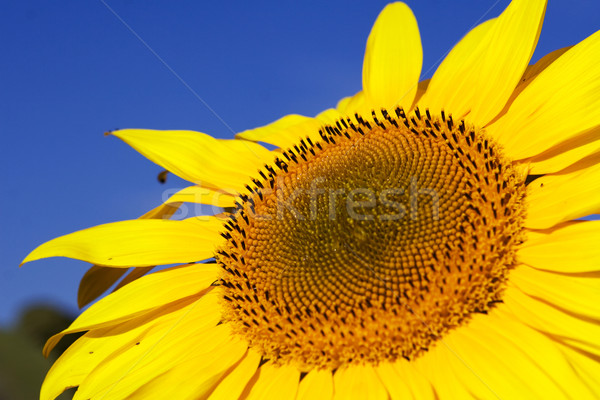 Sunflower Stock photo © karandaev