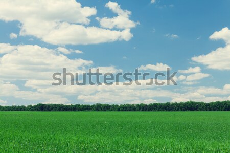 Yeşil ot alan mavi gökyüzü bulutlar ağaç bahar Stok fotoğraf © karandaev