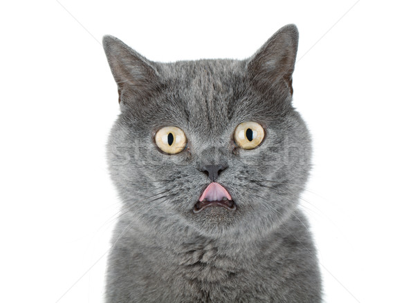 Сток-фото: портрет · серый · кошки · изолированный · белый