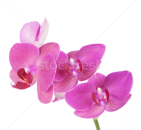 Foto d'archivio: Rosa · orchidea · fiori · isolato · bianco · fiore