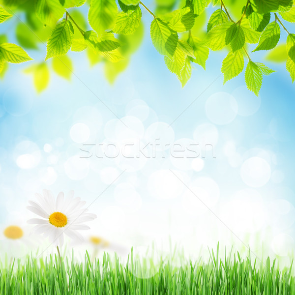 Сток-фото: аннотация · Солнечный · весны · трава · ромашка · цветы