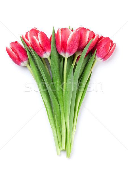 Red tulip flowers Stock photo © karandaev
