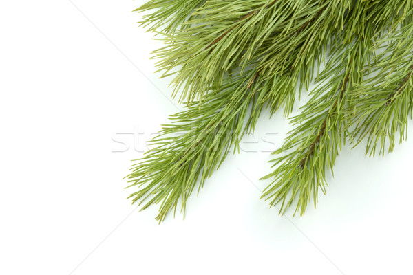 Fir tree branch Stock photo © karandaev