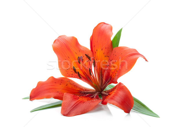 Stock fotó: Piros · liliom · izolált · fehér · virág · tavasz