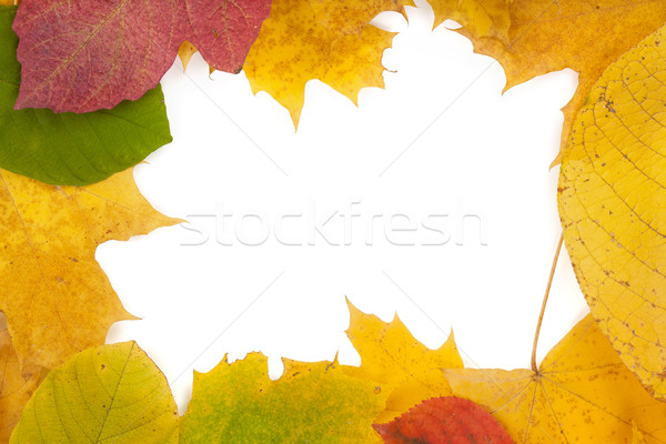 Foto stock: Quadro · outono · amarelo · vermelho · folhas · verdes