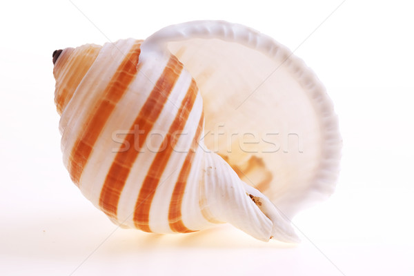 Stock photo: Isolated seashel on white background