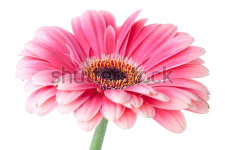 Rosa Blume isoliert weiß Natur Sommer Stock foto © karandaev