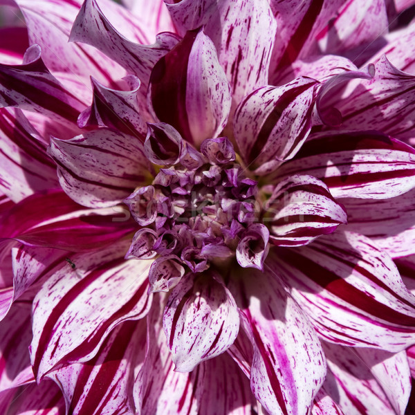 Motley lilac pion flower Stock photo © karandaev