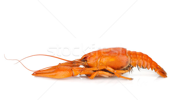 Boiled crayfish Stock photo © karandaev