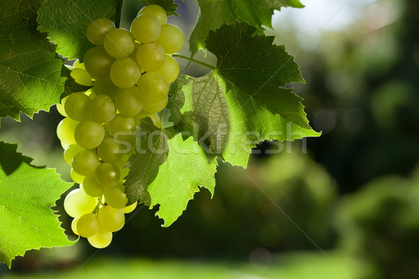 Szőlő köteg fehér szőlő kert levél Stock fotó © karandaev