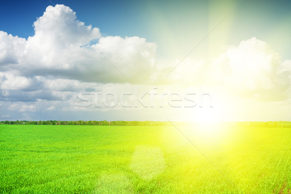 Groen gras veld blauwe hemel wolken horizon hemel Stockfoto © karandaev