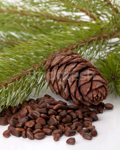 Siberian pine nuts and needles branch Stock photo © karandaev