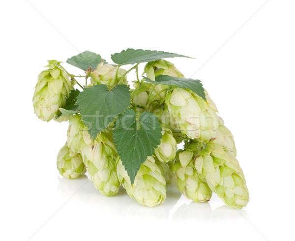 Hop Blätter isoliert weiß Bier Stock foto © karandaev