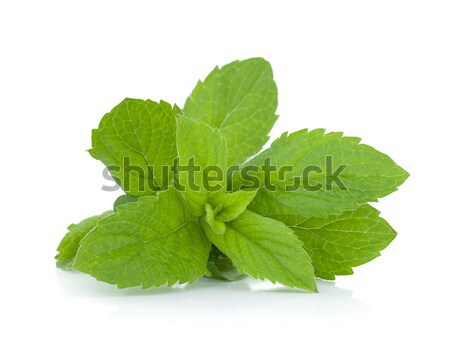 Mint leaves Stock photo © karandaev