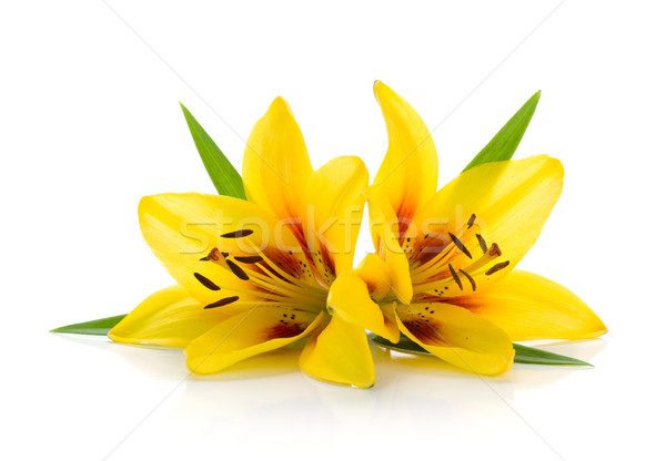 Dwa żółty lilia odizolowany biały kwiat Zdjęcia stock © karandaev