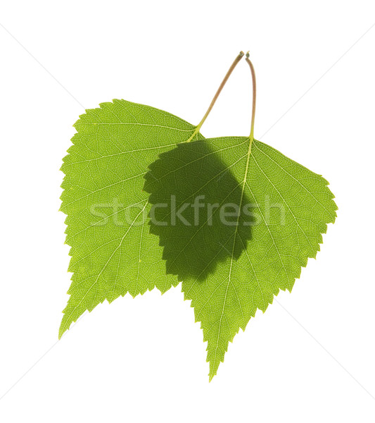 Stock photo: Two green leafs macro