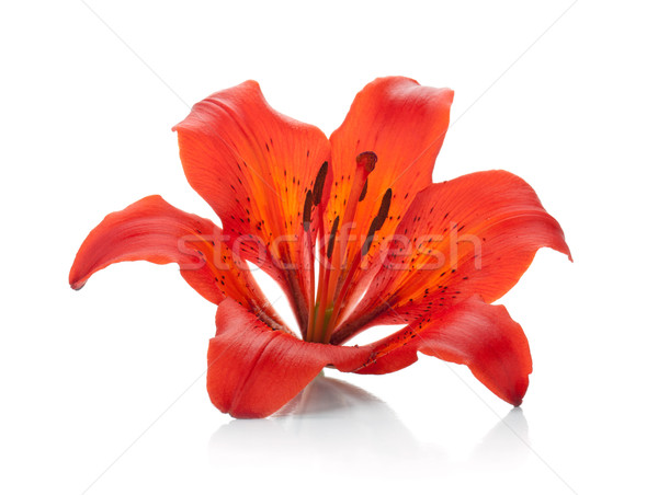 Foto stock: Vermelho · lírio · isolado · branco · flor · vida