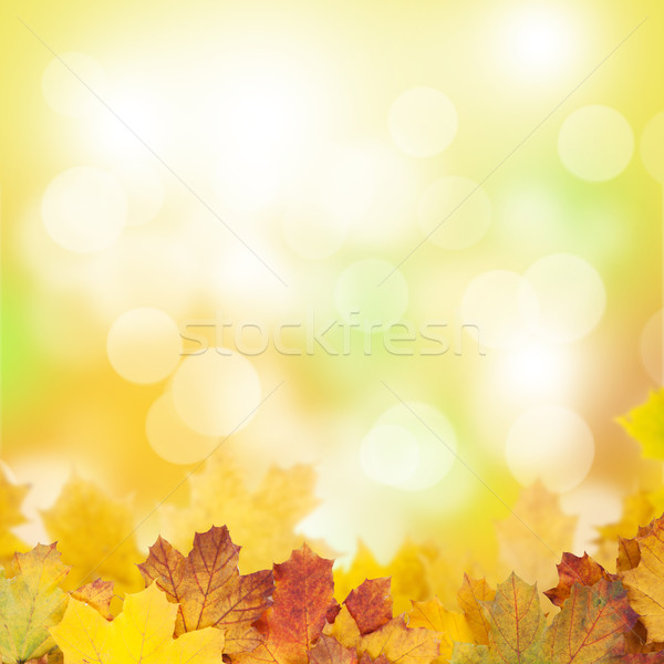 Najaar esdoorn bladeren zonnige bokeh bos Stockfoto © karandaev