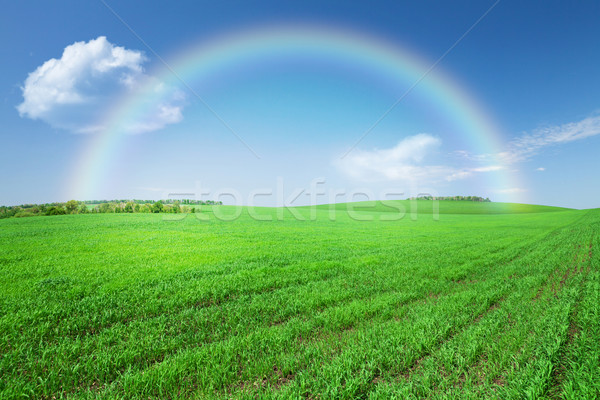 Foto stock: Grama · verde · campo · blue · sky · arco-íris · nuvens · árvore