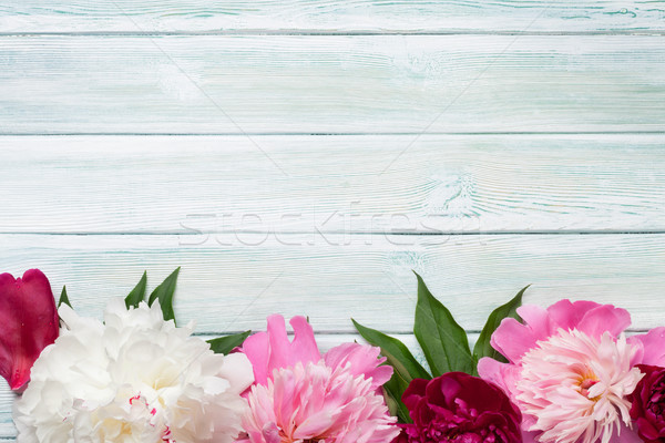 Stock photo: Garden peony flowers