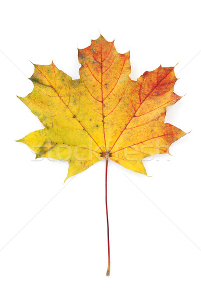 Foto d'archivio: Colorato · autunno · foglia · d'acero · isolato · bianco