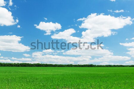 Groen gras veld blauwe hemel hemel boom voorjaar Stockfoto © karandaev