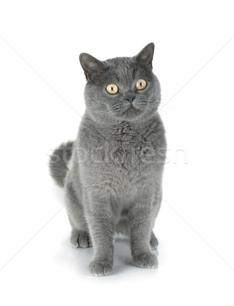 Belo gato cinzento isolado branco olho retrato Foto stock © karandaev