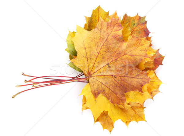 Coloré automne érable laisse isolé blanche [[stock_photo]] © karandaev