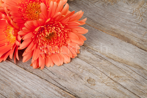 Orange gerbera flowers on wooden background Stock photo © karandaev