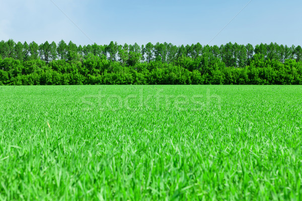 Groen gras veld blauwe hemel bos horizon hemel Stockfoto © karandaev