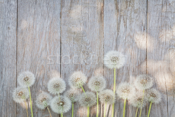 [[stock_photo]]: Pissenlit · fleurs · bois · bois · espace · de · copie · fleur