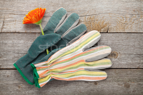 Gardening gloves and gerbera flower Stock photo © karandaev
