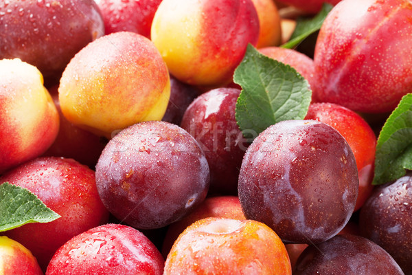 Vers perziken pruimen rijp natuur Stockfoto © karandaev