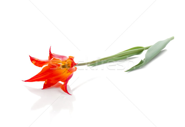 Lying red tulip Stock photo © karandaev
