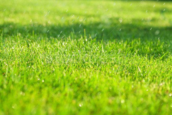 Green grass sunny field Stock photo © karandaev