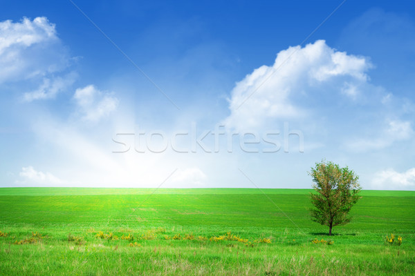 Groen gras veld blauwe hemel boom gras natuur Stockfoto © karandaev