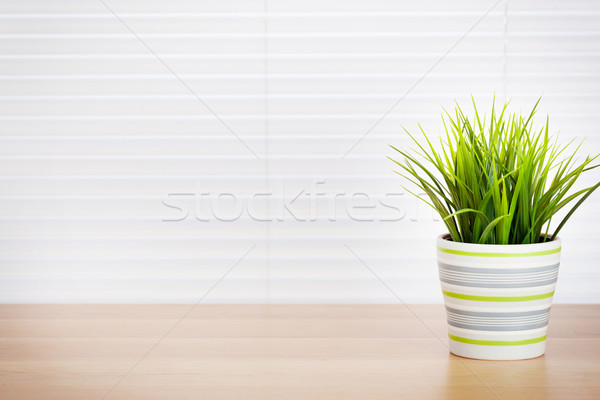 Office workplace with potted plant Stock photo © karandaev