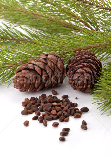 Siberian pine nuts and needles branch Stock photo © karandaev