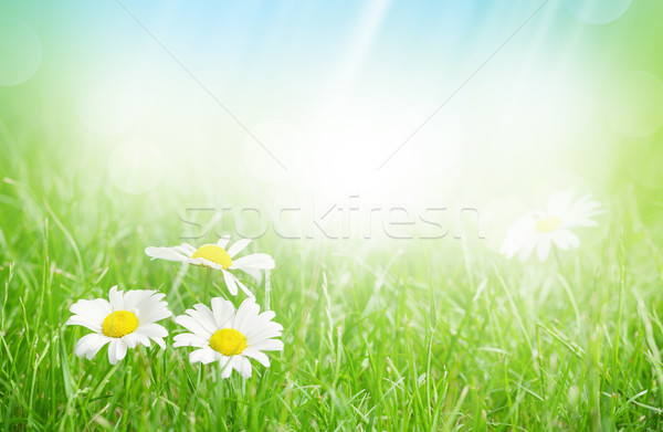 Kamille bloemen grasveld zonnige zomer dag Stockfoto © karandaev