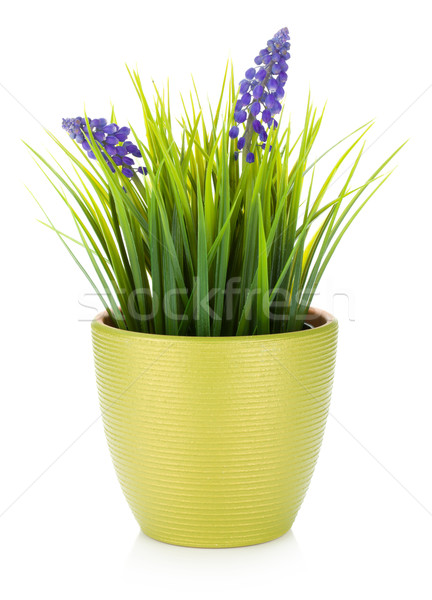 Dekorativ Blume Blumentopf isoliert weiß Frühling Stock foto © karandaev