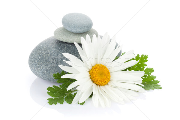 Stock photo: Daisy camomile flower and sea stones