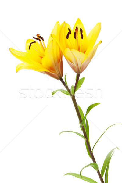 Amarelo lírio flor isolado branco primavera Foto stock © karandaev