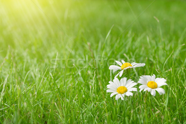Stock photo: Chamomile flowers on grass field