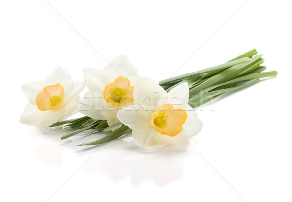 Stockfoto: Drie · narcissen · geïsoleerd · witte · natuur · kleur