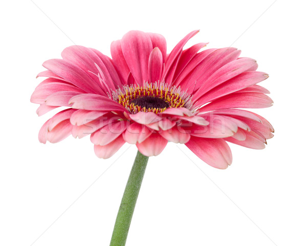 Stockfoto: Roze · bloem · stengel · geïsoleerd · witte · voorjaar