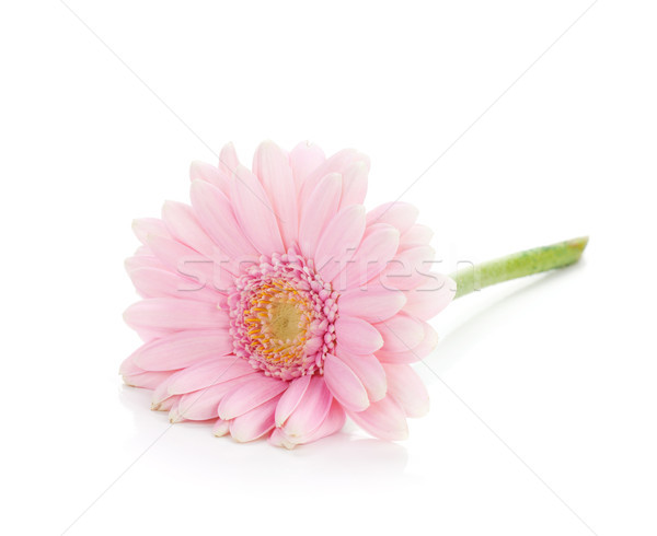 Foto stock: Rosa · flor · isolado · branco · primavera · jardim