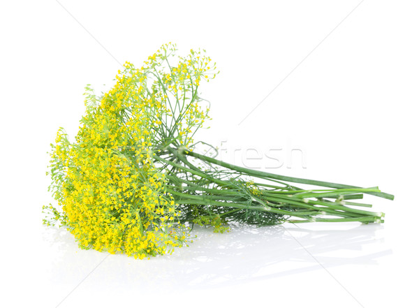 Fresh garden herbs. Blossom dill Stock photo © karandaev