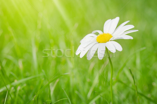 Camomilla fiore campo in erba sereno estate giorno Foto d'archivio © karandaev